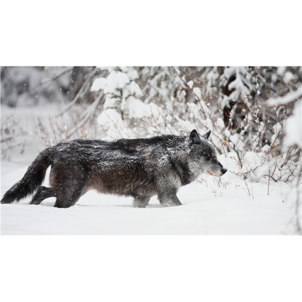 ONTARIO TIMBERWOLF HUNT WITH KAP RIVER OUTFITTERS