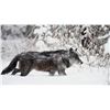 Image 1 : ONTARIO TIMBERWOLF HUNT WITH KAP RIVER OUTFITTERS