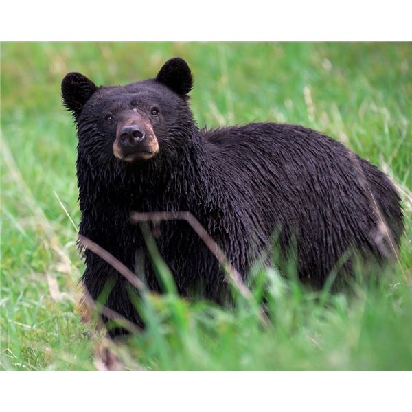ONTARIO BLACK BEAR HUNT WITH KAP RIVER OUTFITTERS