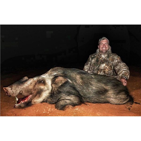 BAITED TROPHY BUSHPIG AT NIGHT WITH UMZIKI SAFARIS