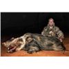 Image 1 : BAITED TROPHY BUSHPIG AT NIGHT WITH UMZIKI SAFARIS