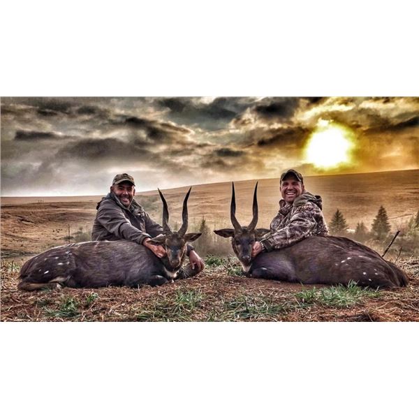 CHOICE OF A MONSTER COMMON REEDBUCK OR A MONSTER BUSHBUCK WITH UMZIKI SAFARIS