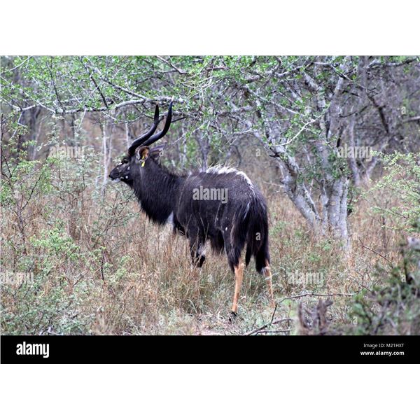 NYALA BULL FOR EACH OF 2 HUNTERS: