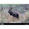 Image 1 : NYALA BULL FOR EACH OF 2 HUNTERS: