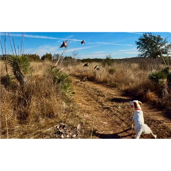 Wingshooting Package for 4 - Joshua Creek Ranch