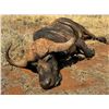 Image 2 : Cape Buffalo Hunt for 1 - SB Hunting Safaris
