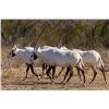 Image 2 : Arabian Oryx Hunt for 1 - 777 Ranch
