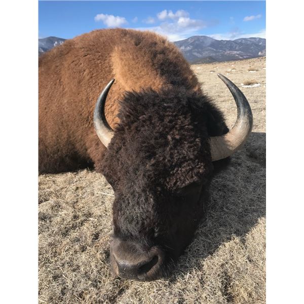 American Bison Hunt for 1 - Philmont Scout Ranch