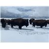 Image 2 : American Bison Hunt for 1 - Philmont Scout Ranch