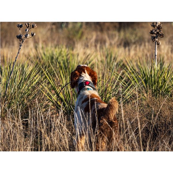 West Texas Quail Hunt for 2 - RPQRF