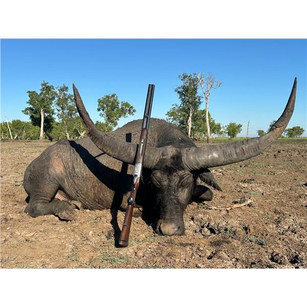 Buffalo and Banteng Hunt for 1 -Big Country Safaris