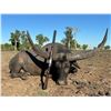 Image 1 : Buffalo and Banteng Hunt for 1 -Big Country Safaris