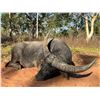 Image 2 : Buffalo and Banteng Hunt for 1 -Big Country Safaris