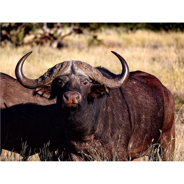 Cape Buffalo Hunt for 1 - Chapungu-Kambako Safaris