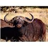 Image 1 : Cape Buffalo Hunt for 1 - Chapungu-Kambako Safaris