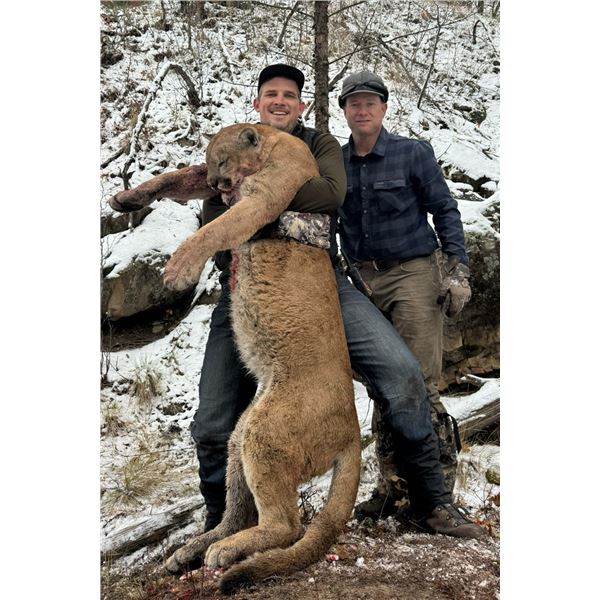 7 Day NM Mountain Lion - B/B Ranch Hounds