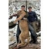 Image 1 : 7 Day NM Mountain Lion - B/B Ranch Hounds