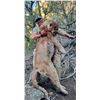 Image 2 : 7 Day NM Mountain Lion - B/B Ranch Hounds