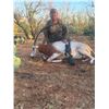 Image 2 : Scimitar Oryx Hunt - Lucky B's Ranch
