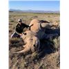 Image 1 : White Rhino Vita-Dart - African Field Sports