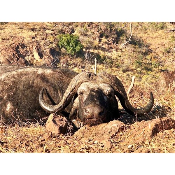 Mozambique Buffalo - McDonald Safaris