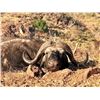 Image 1 : Mozambique Buffalo - McDonald Safaris