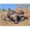Image 2 : Mozambique Buffalo - McDonald Safaris