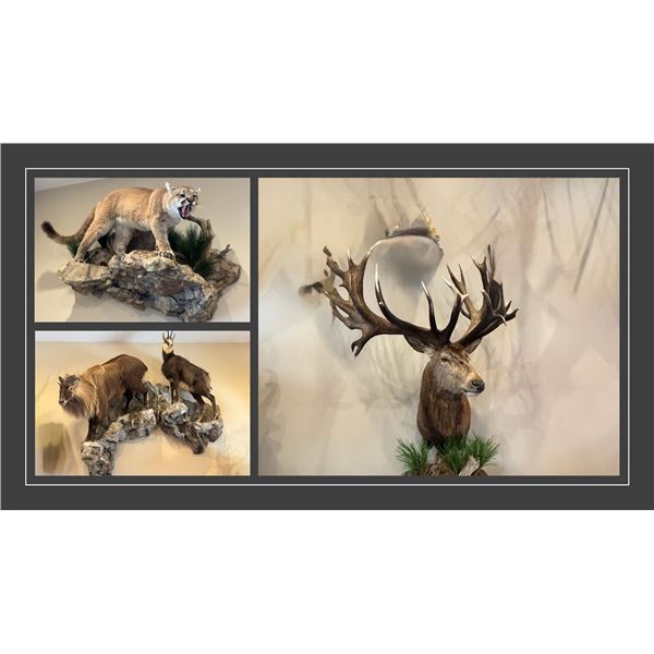 Taxidermy Certificate for Masterpiece Taxidermy