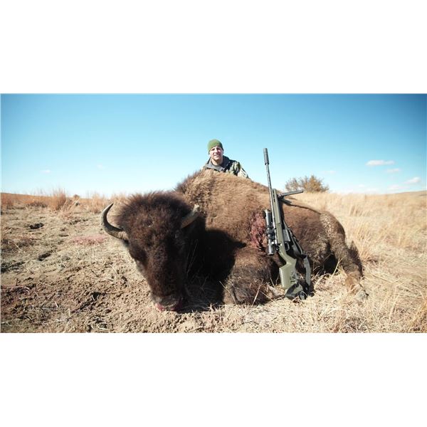 Cow Bison Hunt