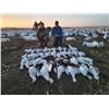 Image 1 : 11-Person Conservation Snow Goose Hunt in South Central Nebraska