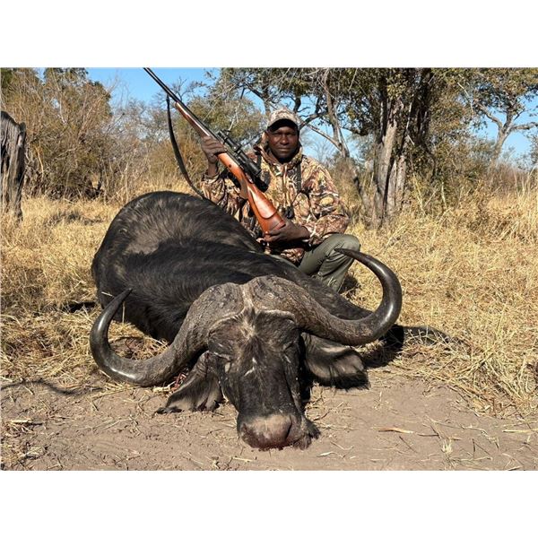 Free Range Cape Buffalo in Botswana