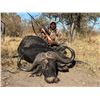 Image 1 : Free Range Cape Buffalo in Botswana