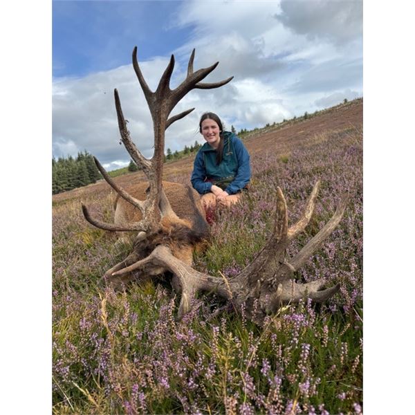 Red Stag Hunt & Scottish Castle Tour Experience