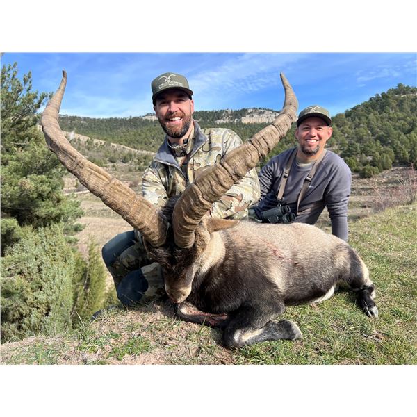 Ibex Hunt for Two in Spain
