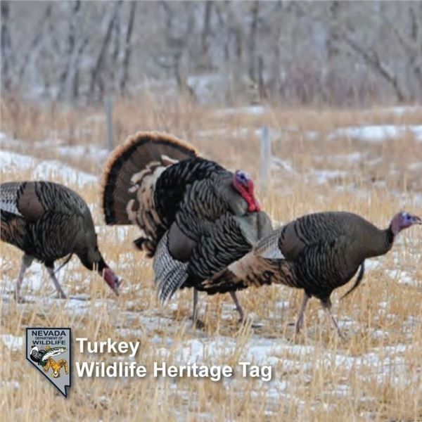 STATE OF NEVADA HERITAGE TURKEY TAG