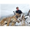 Image 1 : HUNT BIG MOUNTAIN LIONS WITH THE BEST!