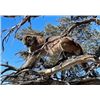 Image 3 : HUNT BIG MOUNTAIN LIONS WITH THE BEST!
