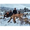 Image 4 : HUNT BIG MOUNTAIN LIONS WITH THE BEST!