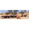 Image 11 : 7 DAYS / 7 NIGHTS KALAHARI 5 ANIMAL TROPHY WILDLIFE CONSERVATORY HUNT
