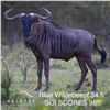 Image 16 : 7 DAYS / 7 NIGHTS KALAHARI 5 ANIMAL TROPHY WILDLIFE CONSERVATORY HUNT