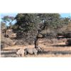 Image 2 : 7 DAYS / 7 NIGHTS KALAHARI 5 ANIMAL TROPHY WILDLIFE CONSERVATORY HUNT