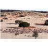 Image 5 : 7 DAYS / 7 NIGHTS KALAHARI 5 ANIMAL TROPHY WILDLIFE CONSERVATORY HUNT