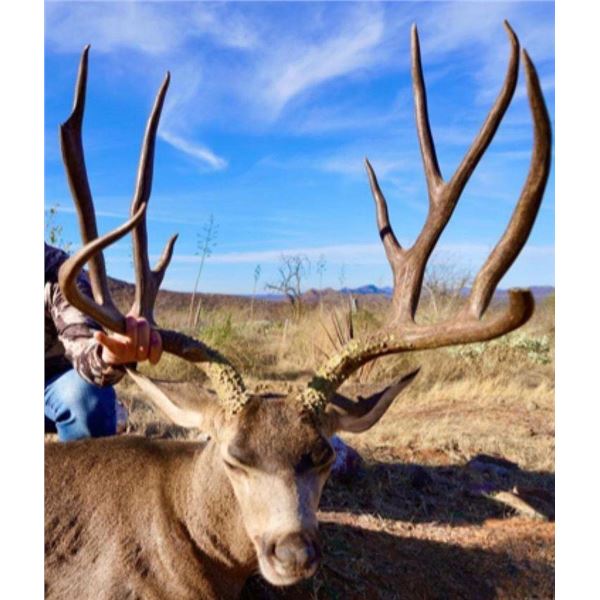 HUNTING GIANT MULE DEER IN THE SONORAN DESERT