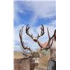 Image 3 : HUNTING GIANT MULE DEER IN THE SONORAN DESERT