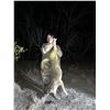 Image 9 : 2026/2027 - TEXAS VARMINT TRAPPING FOR 2 HUNTERS
