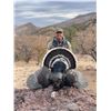 Image 1 : SONORA MEXICO GOULD’S TURKEY HUNT FOR TWO HUNTERS - 5 Days