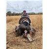 Image 3 : SONORA MEXICO GOULD’S TURKEY HUNT FOR TWO HUNTERS - 5 Days