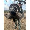 Image 5 : SONORA MEXICO GOULD’S TURKEY HUNT FOR TWO HUNTERS - 5 Days