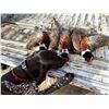 Image 2 : TWO-DAY PHEASANT HUNT FOR 4!