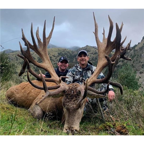 NEW ZEALAND HUNT FOR 2 HUNTERS & 2 NON-HUNTERS FOR A 400 SCI CLASS RED STAG